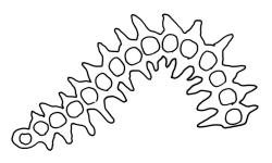 Macromitrium grossirete, cross-section of upper laminal cells.
 Image: R.C. Wagstaff © All rights reserved. Redrawn with permission from Vitt (1983). 